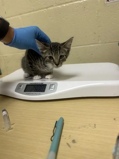 A baby small-sized male Domestic Short Hair cat named Bamboo for adoption in Sacramento, CA