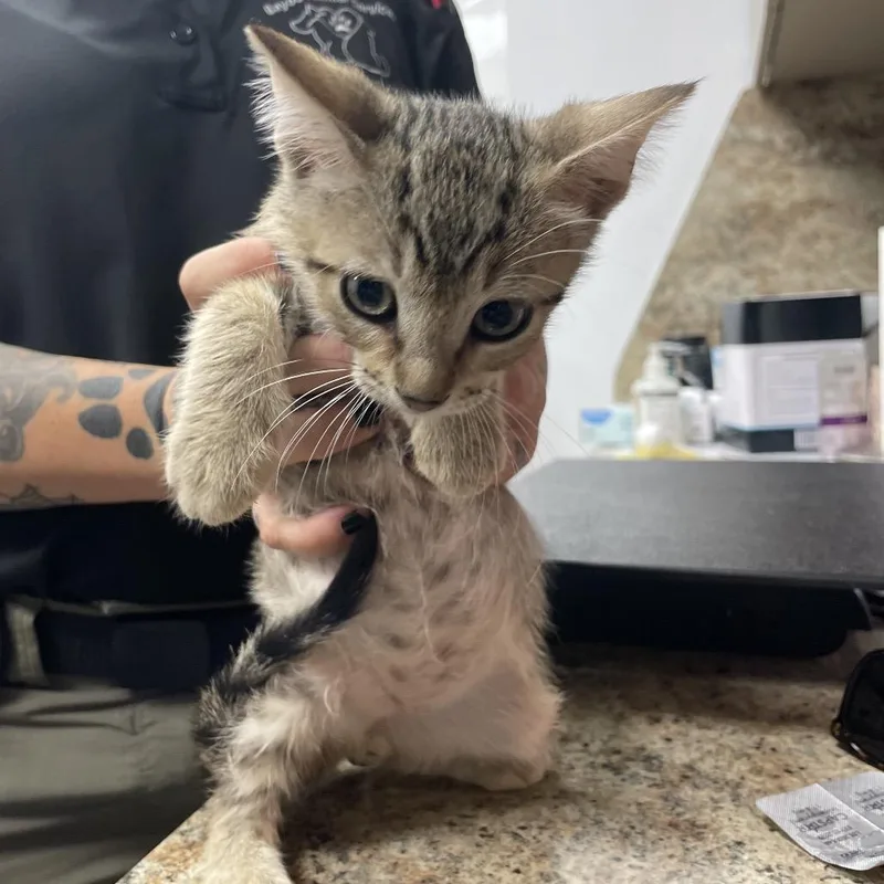 A baby small-sized male Brown / Chocolate Domestic Short Hair cat named Ketchup for adoption in Dickinson, TX