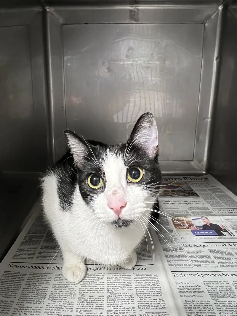 A young small-sized female Domestic Short Hair cat named Cow for adoption in Chatsworth, CA