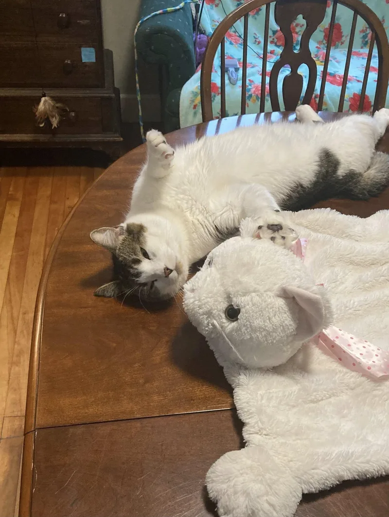 A young large-sized male White American Shorthair cat named Sammy for adoption in Bath, ME