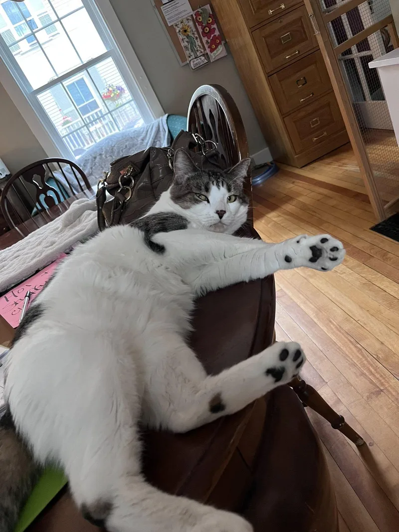 Sammy thumbnail 3