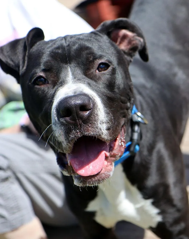 A young large-sized male Black Great Dane dog named Hagrid for adoption in Kansas City, KS