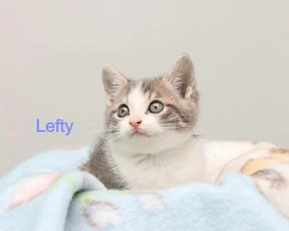 A baby small-sized female Domestic Short Hair cat named Lefty for adoption in Parma, OH