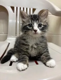 A baby medium-sized male Tabby (Gray / Blue / Silver) Domestic Short Hair cat named Encore for adoption in Mason City, IA