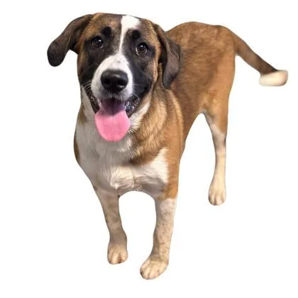 A young medium-sized female Saint Bernard dog named Mallory for adoption in Red Bluff, CA