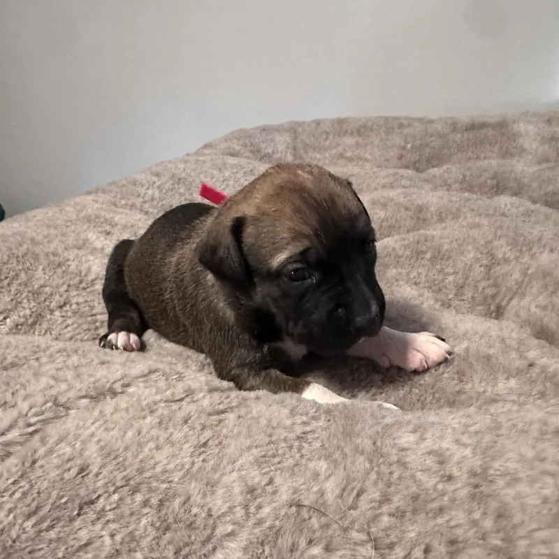 A baby large-sized female White / Cream Pit Bull Terrier dog named Lilly for adoption in Tacoma, WA