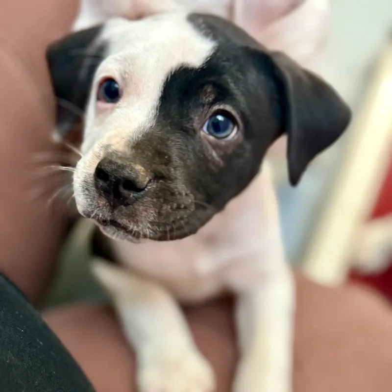 Bowie