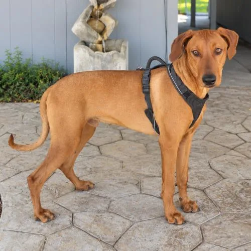 A baby large-sized male Rhodesian Ridgeback dog named Hank for adoption in Lathrop, CA