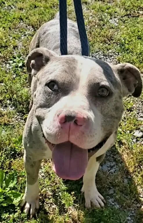An adult large-sized female Pit Bull Terrier dog named Diva for adoption in merrillville, IN