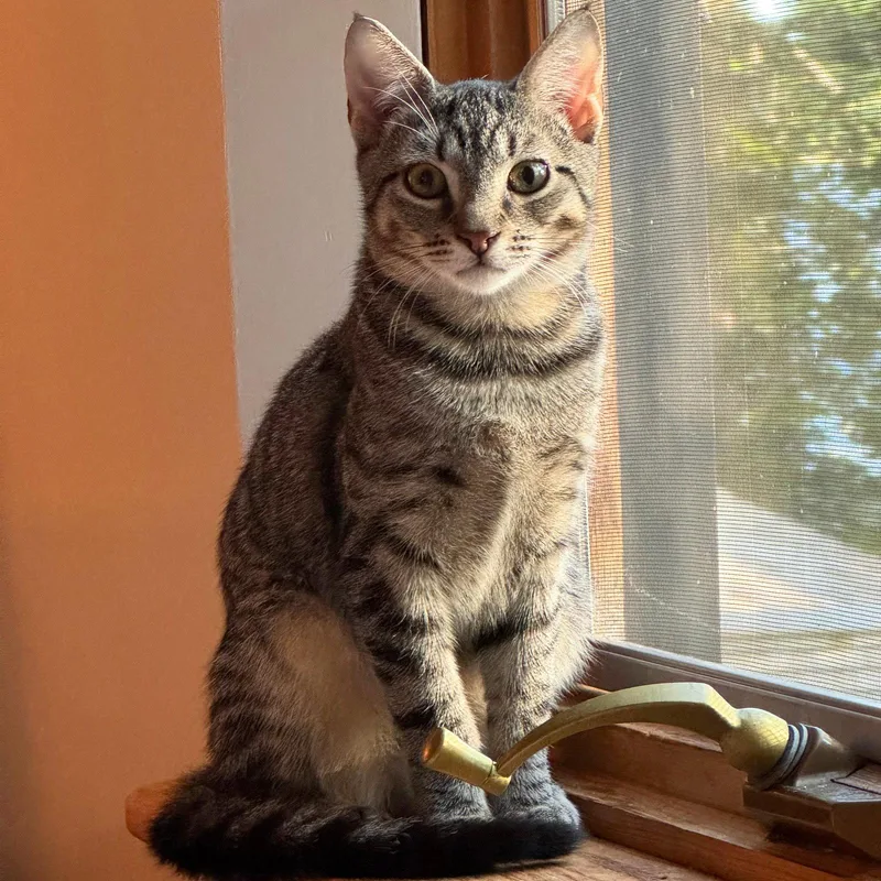 A baby medium-sized female Domestic Short Hair cat named Jalapeno & Pimento for adoption in Brooklyn, NY