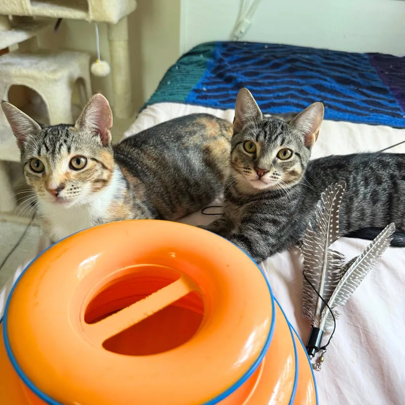 Jalapeno & Pimento thumbnail 2