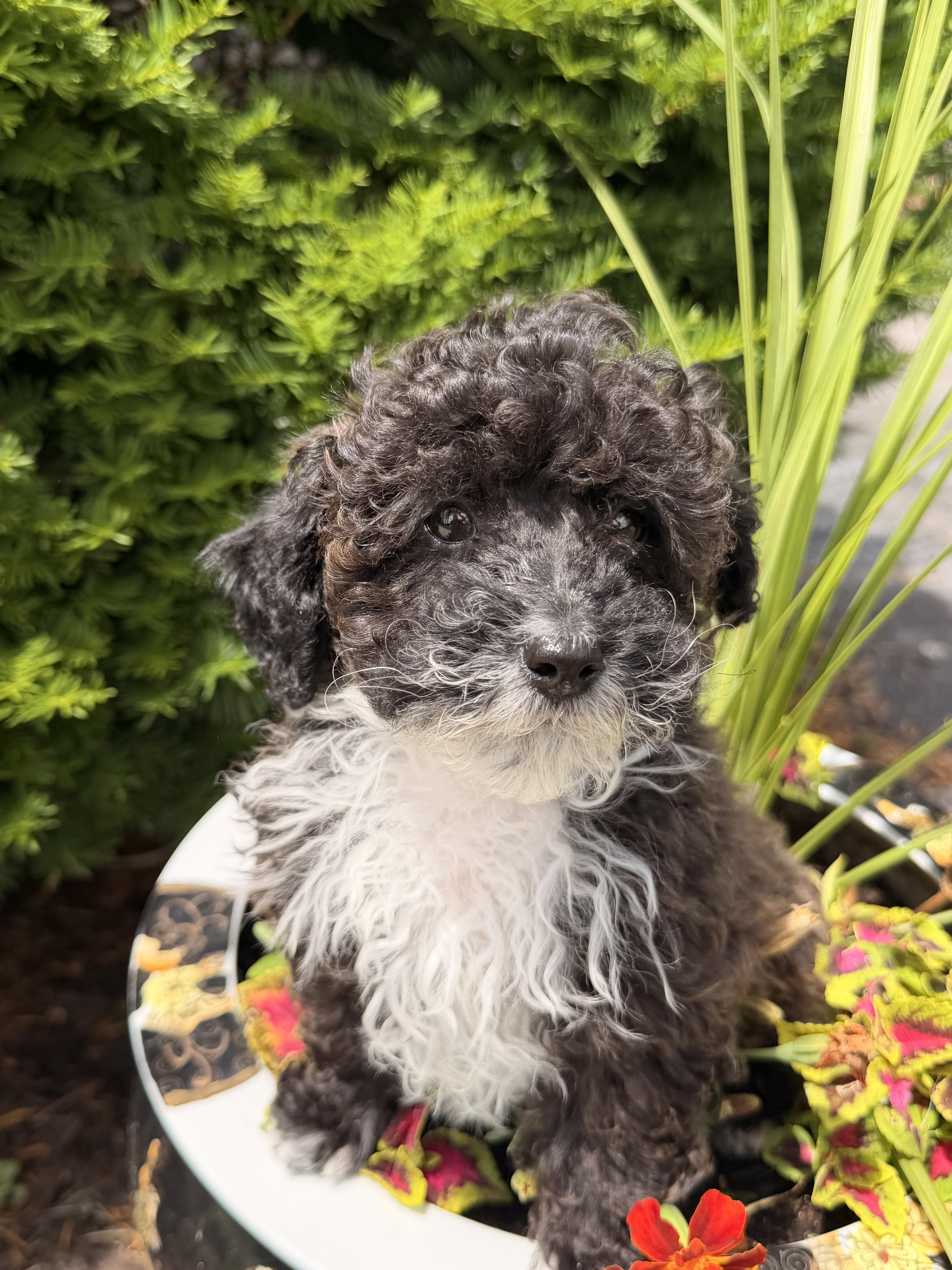 A baby small-sized male Bicolor Miniature Poodle dog named Theadore for adoption in North Freedom, WI