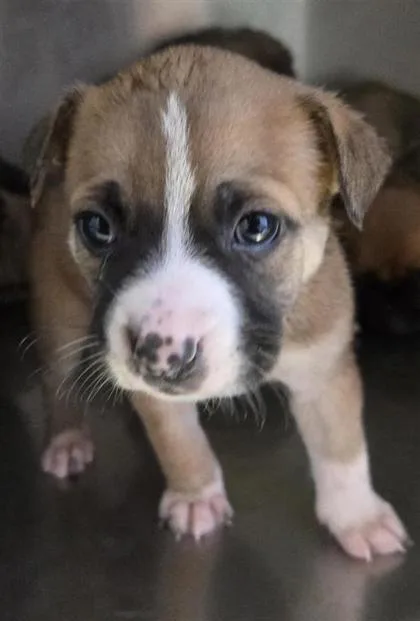 A baby large-sized female Brown / Chocolate Mixed Breed dog named 60780623 for adoption in El Paso, TX