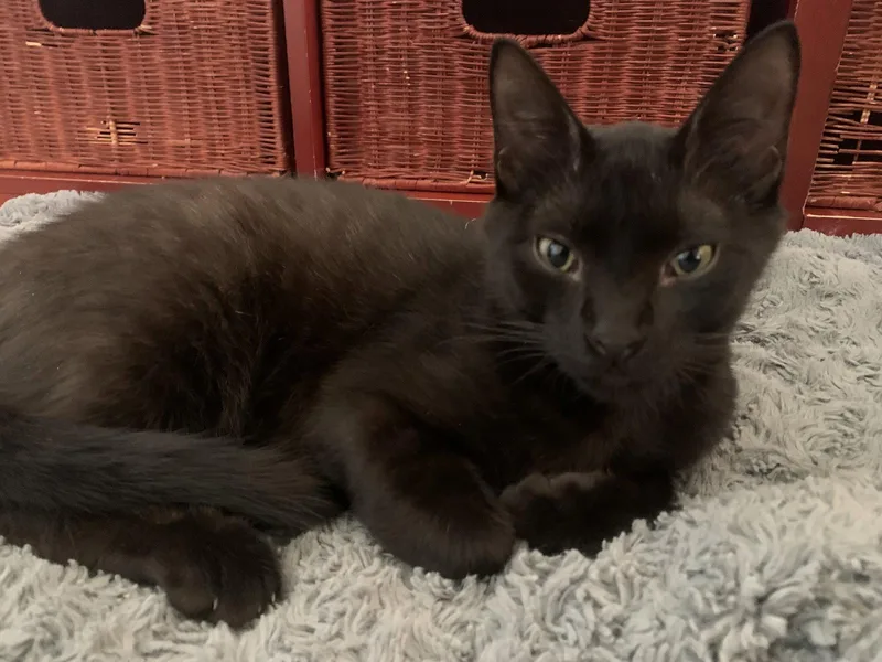 A young medium-sized male Black Domestic Short Hair cat named Obsidian for adoption in Aurora, CO