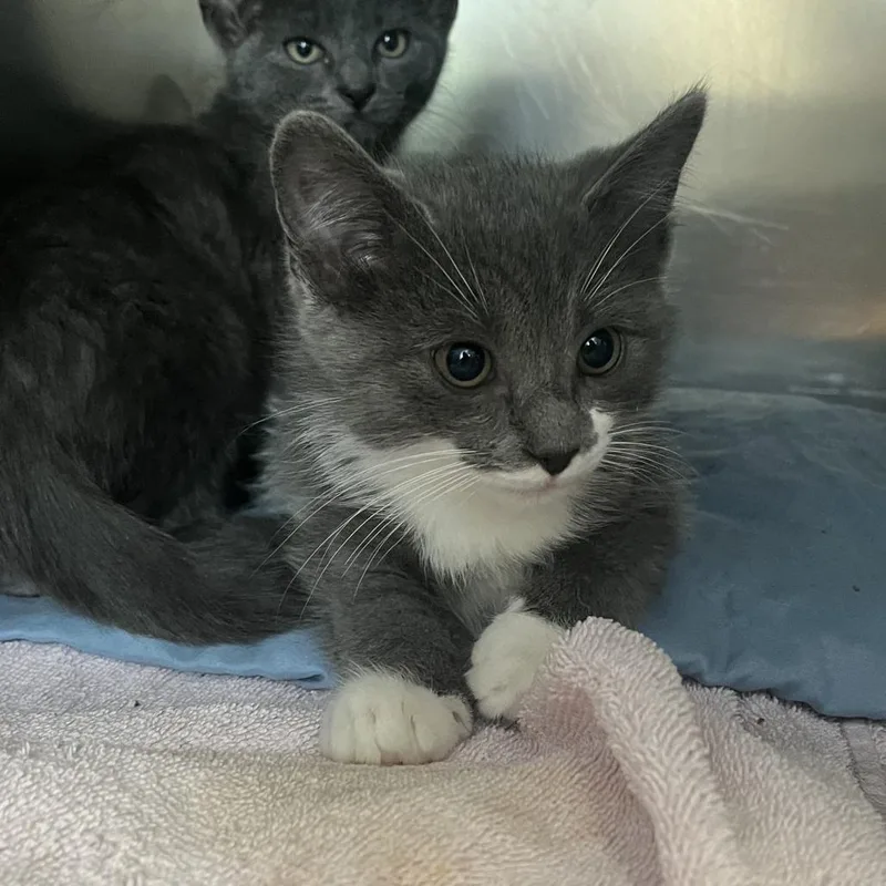 A baby small-sized male Gray / Blue / Silver Domestic Short Hair cat named Doodle for adoption in Charlottesville, VA