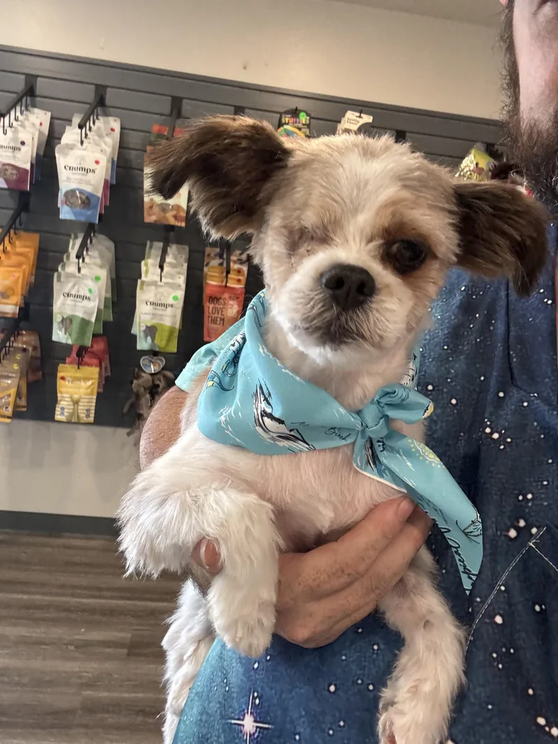 A young small-sized male Shih Tzu dog named Solo for adoption in Penryn, CA