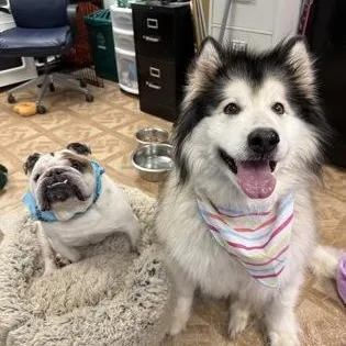 An adult large-sized female Alaskan Malamute dog named Malibu & Diesel for adoption in Worcester, MA