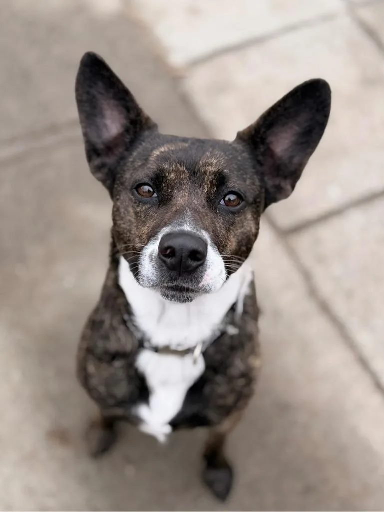 A young medium-sized female Mixed Breed dog named Baby Girl Bonded With for adoption in Peru, NY