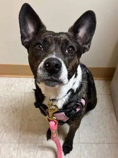 Baby Girl Bonded With thumbnail 2