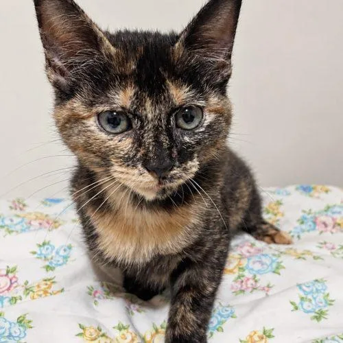 A baby small-sized female Tortoiseshell cat named Pinkie Pie for adoption in Edmond, OK