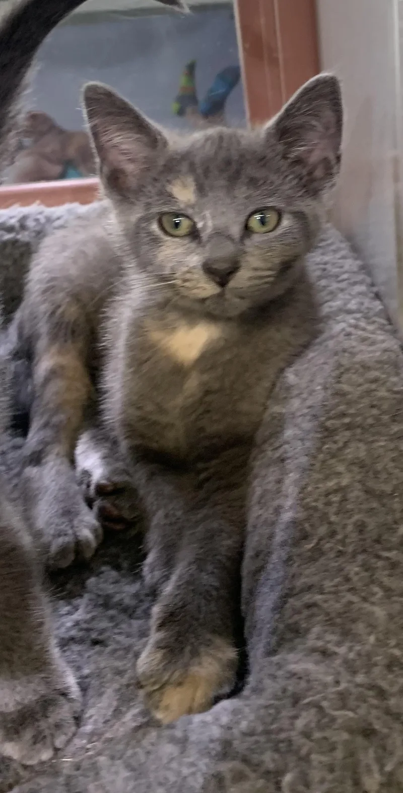 Gracie