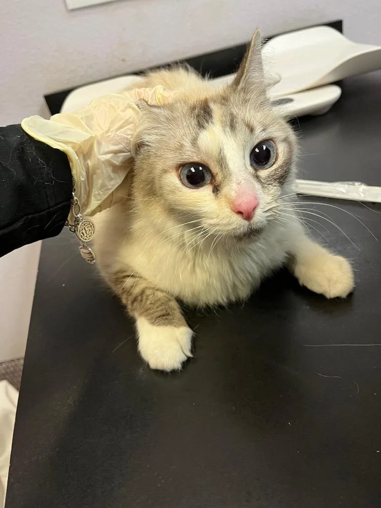 A young medium-sized female Domestic Short Hair cat named Mckenna for adoption in New Braunfels, TX