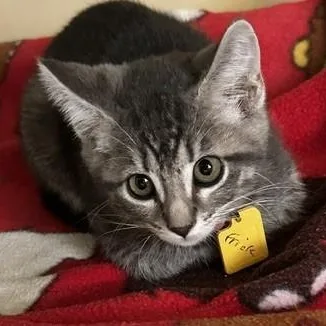 A baby medium-sized male Tabby (Gray / Blue / Silver) Tabby cat named Frick Lots Of for adoption in Hoquiam, WA