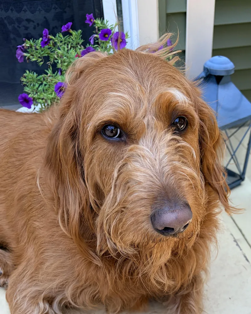 An adult large-sized male Labradoodle dog named Alex for adoption in Jamesville, NY
