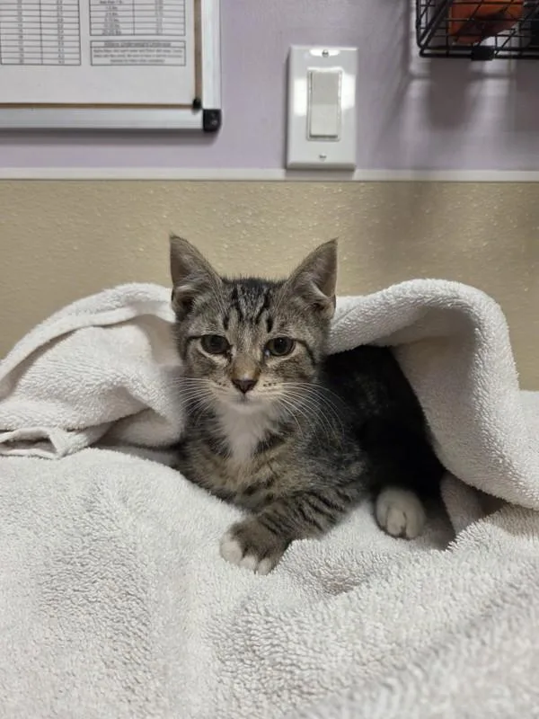 A baby small-sized male Domestic Short Hair cat named Baconator for adoption in Vancouver, WA