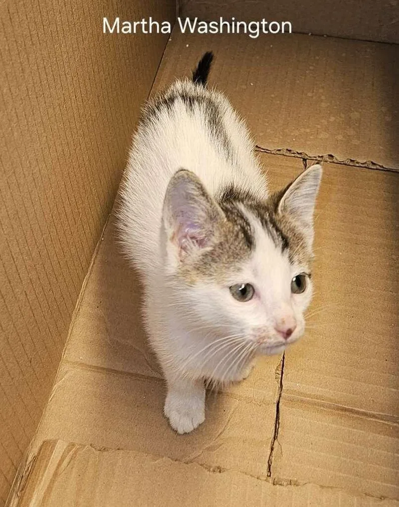 A baby medium-sized male Domestic Short Hair cat named Martha Washington for adoption in Parkville, MD