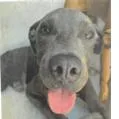 Bruno