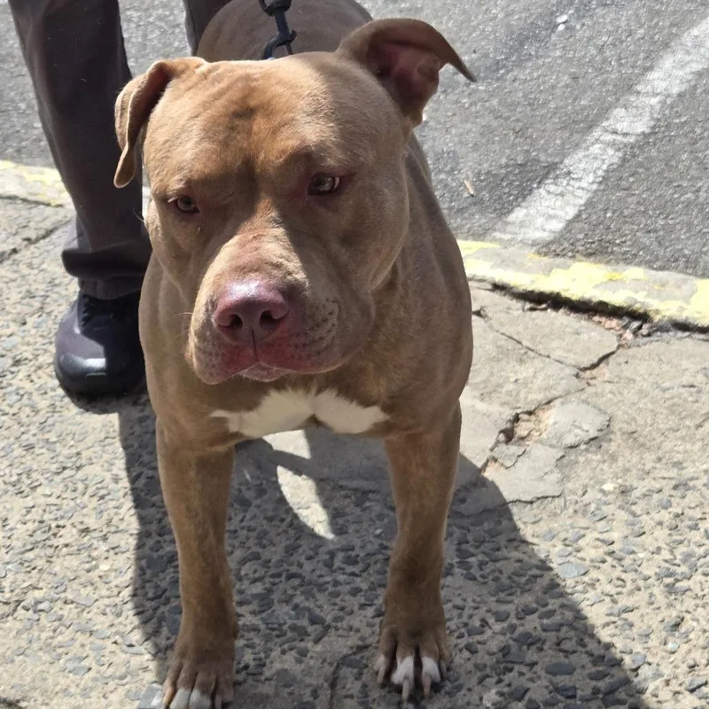 An adult large-sized male Brown / Chocolate Pit Bull Terrier dog named Apollo for adoption in Newark, NJ