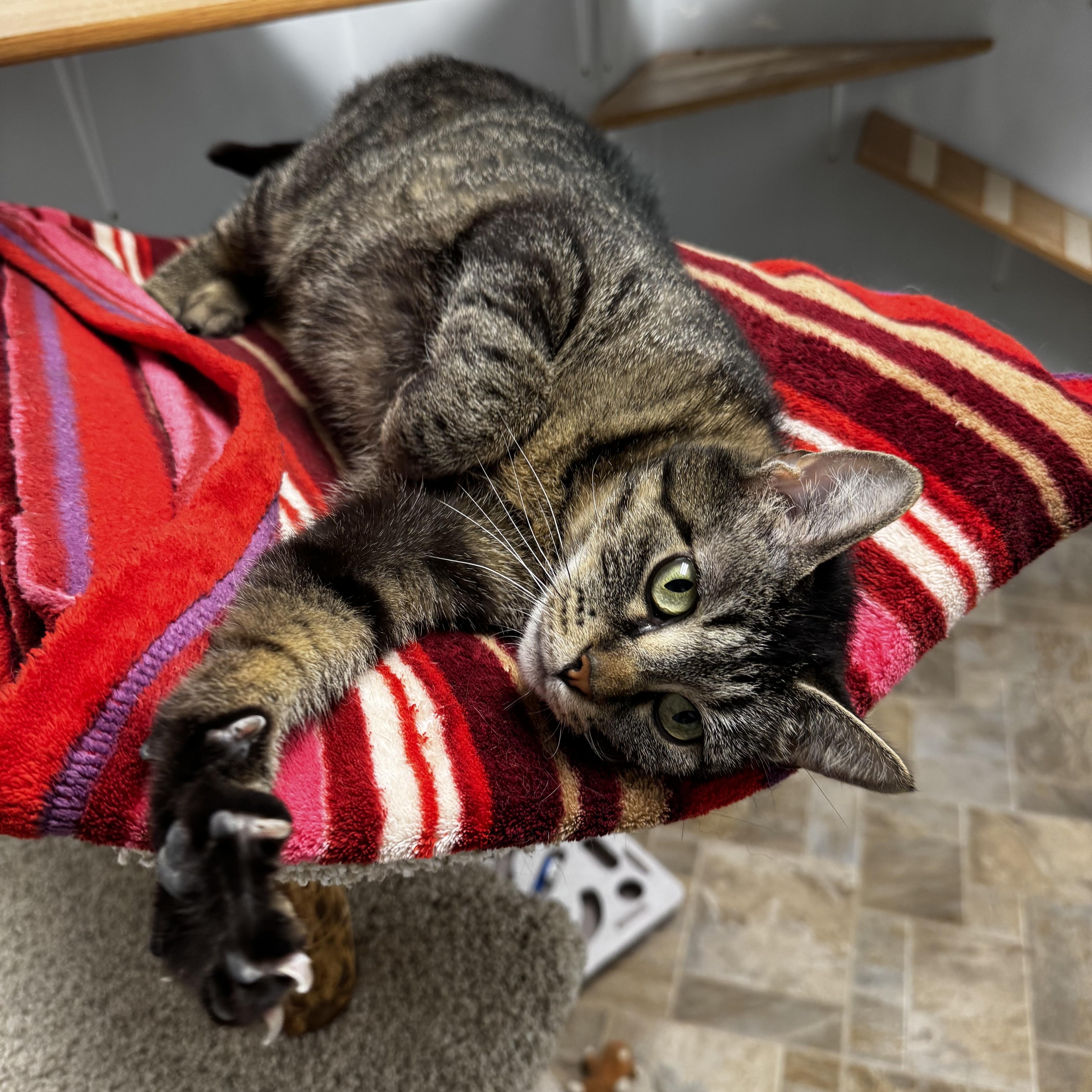 An adult medium-sized female Tabby (Brown / Chocolate) Domestic Short Hair cat named Amaretta for adoption in Dodgeville, WI