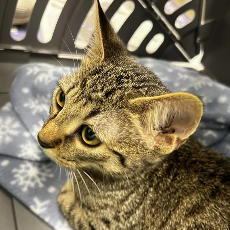 A baby small-sized female Brown / Chocolate Domestic Short Hair cat named 72774 for adoption in Harrisonburg, VA