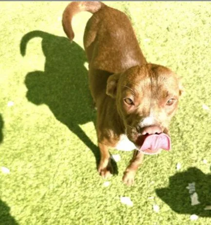 An adult medium-sized female Pit Bull Terrier dog named Sprocket Dixon for adoption in Rockaway, NJ