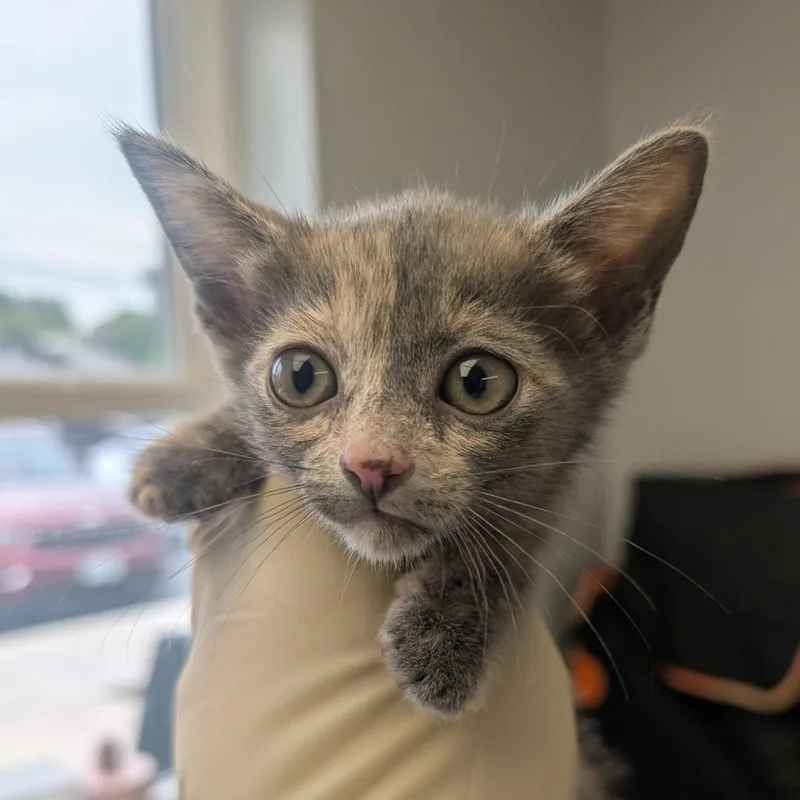 A baby small-sized female Gray / Blue / Silver Domestic Short Hair cat named Poem for adoption in Watertown, NY