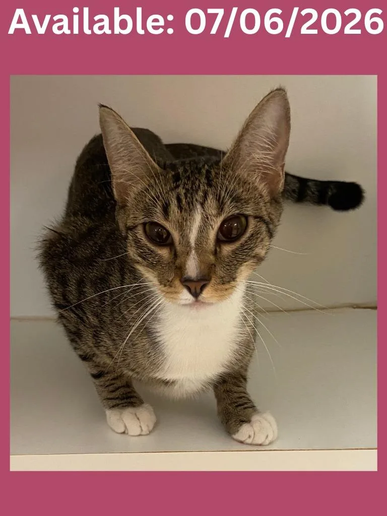 A young medium-sized female Domestic Short Hair cat named Cat Condo  Lily for adoption in Greenville, TX