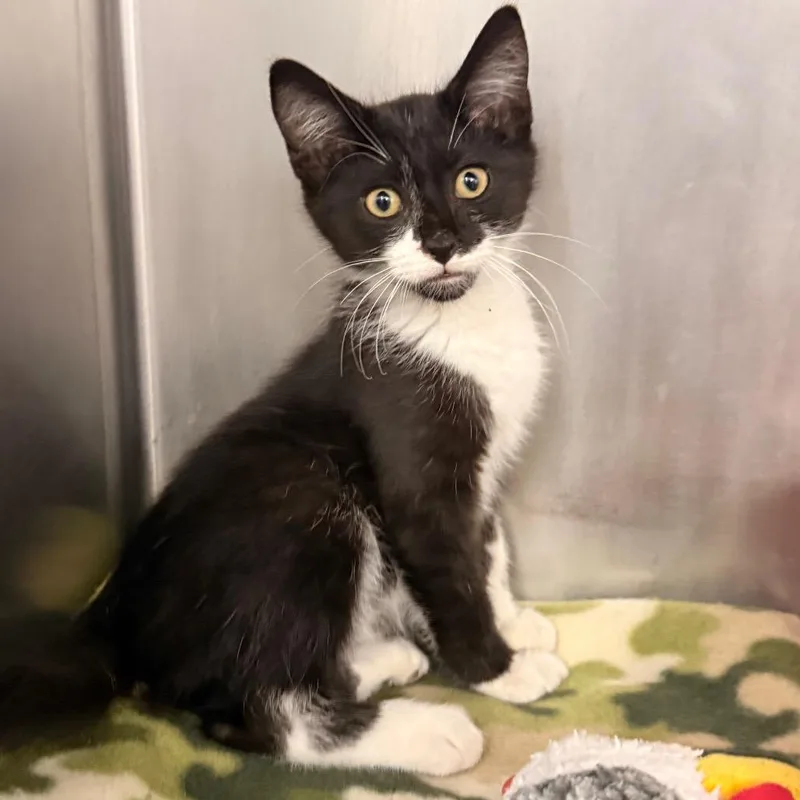 A baby small-sized male Black Domestic Short Hair cat named Bourbaski for adoption in Evansville, IN