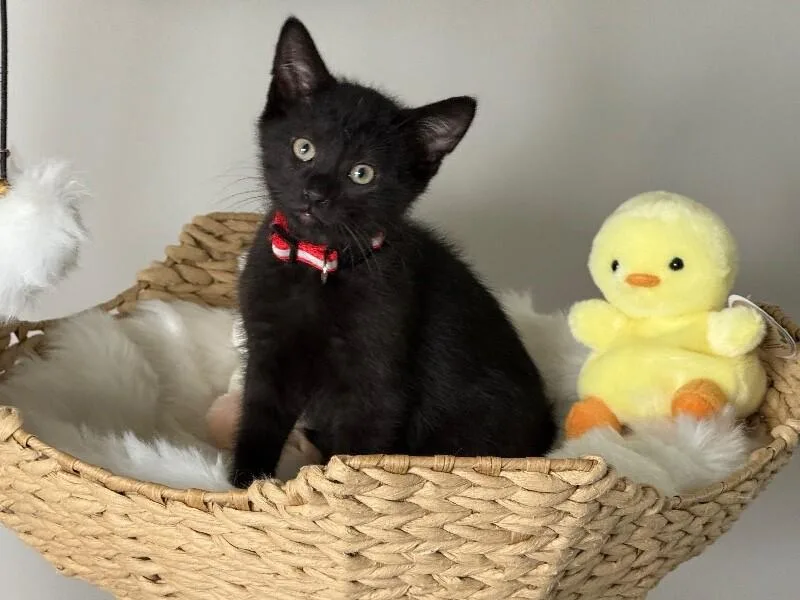 A young medium-sized male Black Domestic Short Hair cat named Stefan for adoption in North Babylon, NY