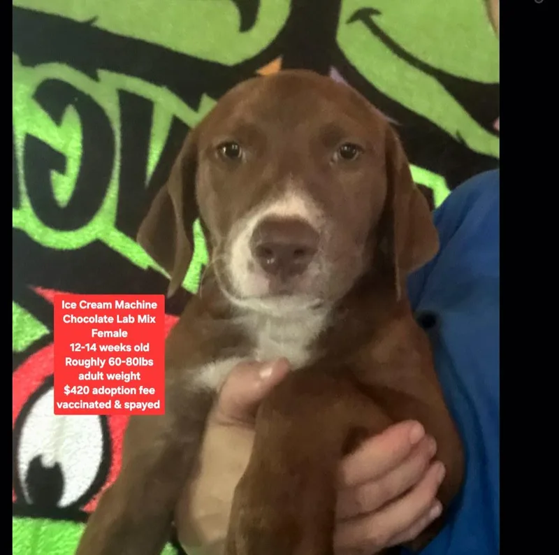 A baby large-sized female Chocolate Labrador Retriever dog named Ice Cream Machine for adoption in Oviedo, FL