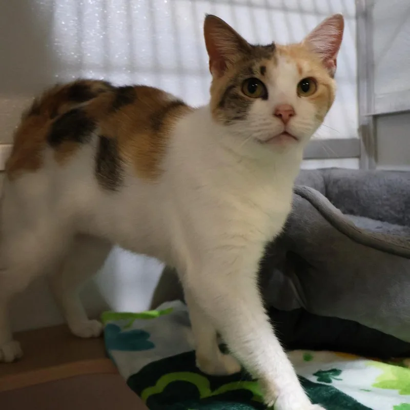 An adult medium-sized female Calico Domestic Short Hair cat named Lemonade for adoption in Saint Charles, MO