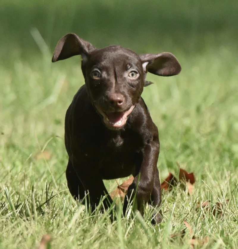 A baby medium-sized female Chocolate Labrador Retriever dog named Franzi for adoption in Mechanicsburg, PA