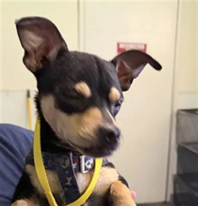 An adult small-sized male Chihuahua dog named A for adoption in Los Angeles, CA