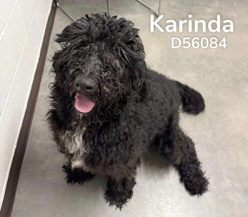 A young large-sized female Labrador Retriever dog named Karinda for adoption in Clarksville, TN