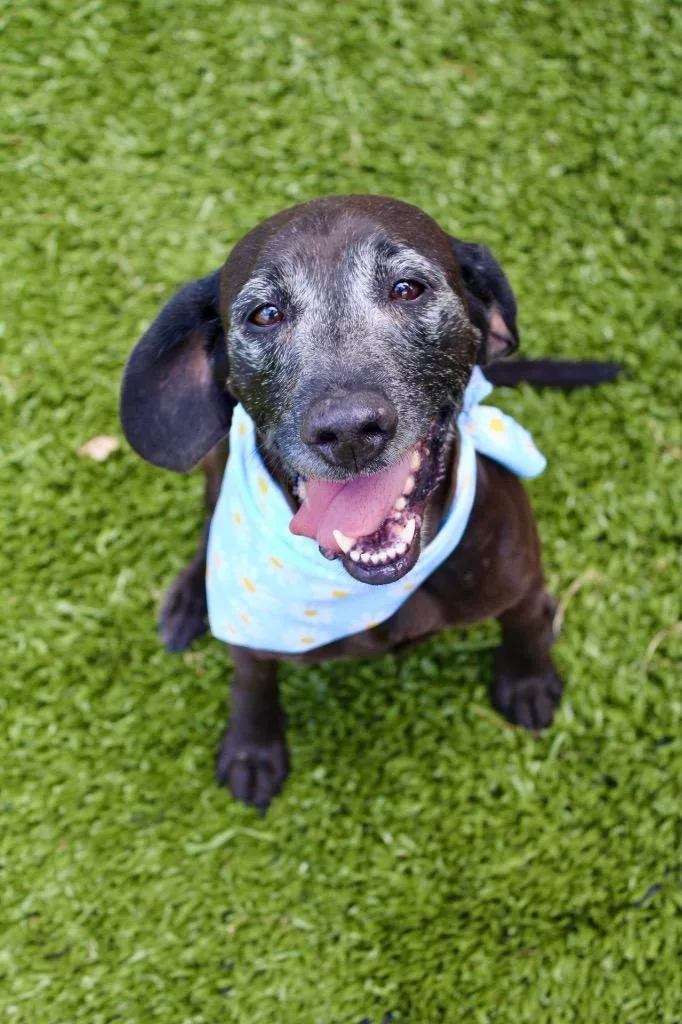 A senior medium-sized female Mixed Breed dog named Memaw for adoption in Morgantown, KY