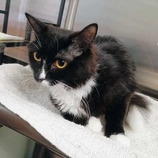 An adult medium-sized female Black Domestic Medium Hair cat named Matchie for adoption in Davenport, IA