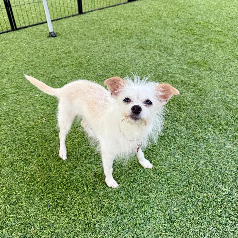 A senior small-sized female White / Cream Chihuahua dog named Baguette for adoption in Agoura Hills, CA