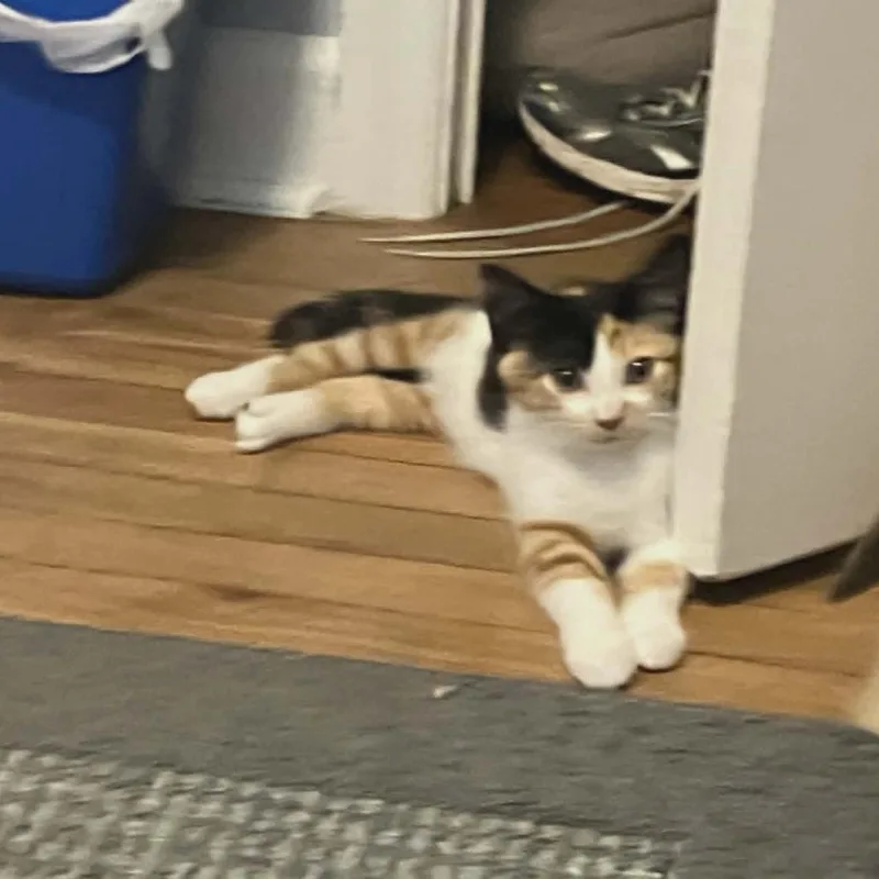 A baby small-sized female Calico Domestic Short Hair cat named Carly for adoption in Reisterstown, MD