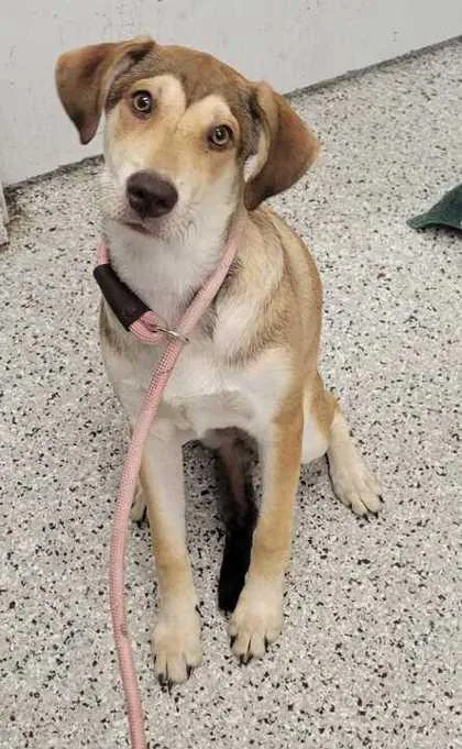 A young medium-sized female Yellow / Tan / Blond / Fawn Mixed Breed dog named Tiramisu for adoption in Kansas City, MO