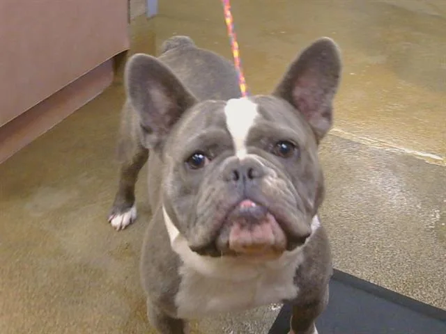 A young small-sized male French Bulldog dog named Frank for adoption in Sacramento, CA